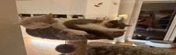 British Shorthair cats for sale: British Shorthair Bi-Colour Kitten Blue & White - Advert 6