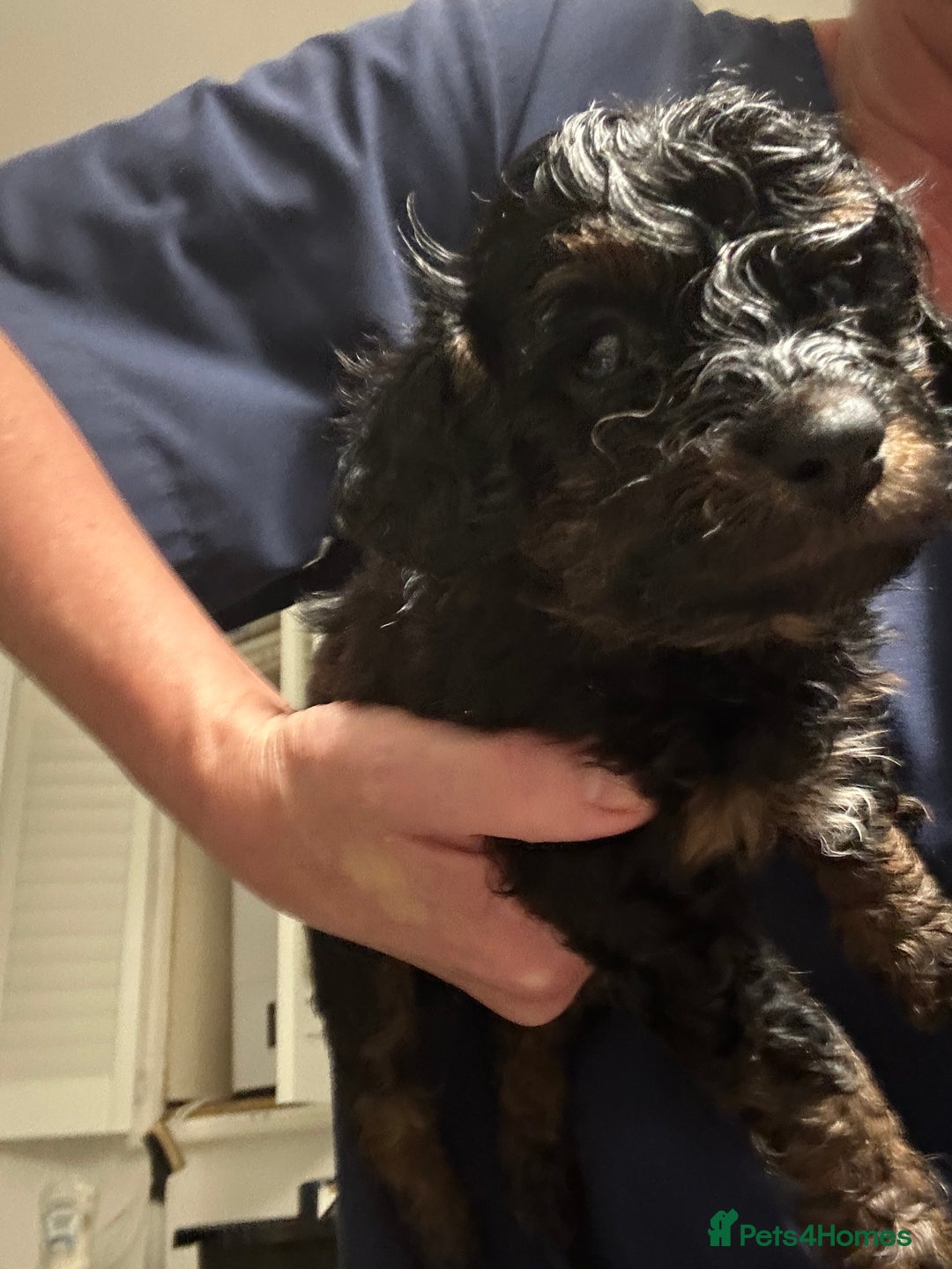 Cavapoo dogs for sale: I have cavapoo x toy poodle puppies available  - Advert 3