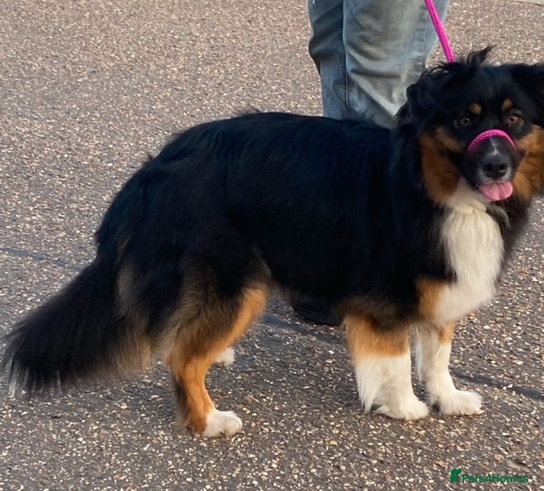 Australian Shepherd dogs for sale: Young Australian Shepherd female dog for sale - Image 3