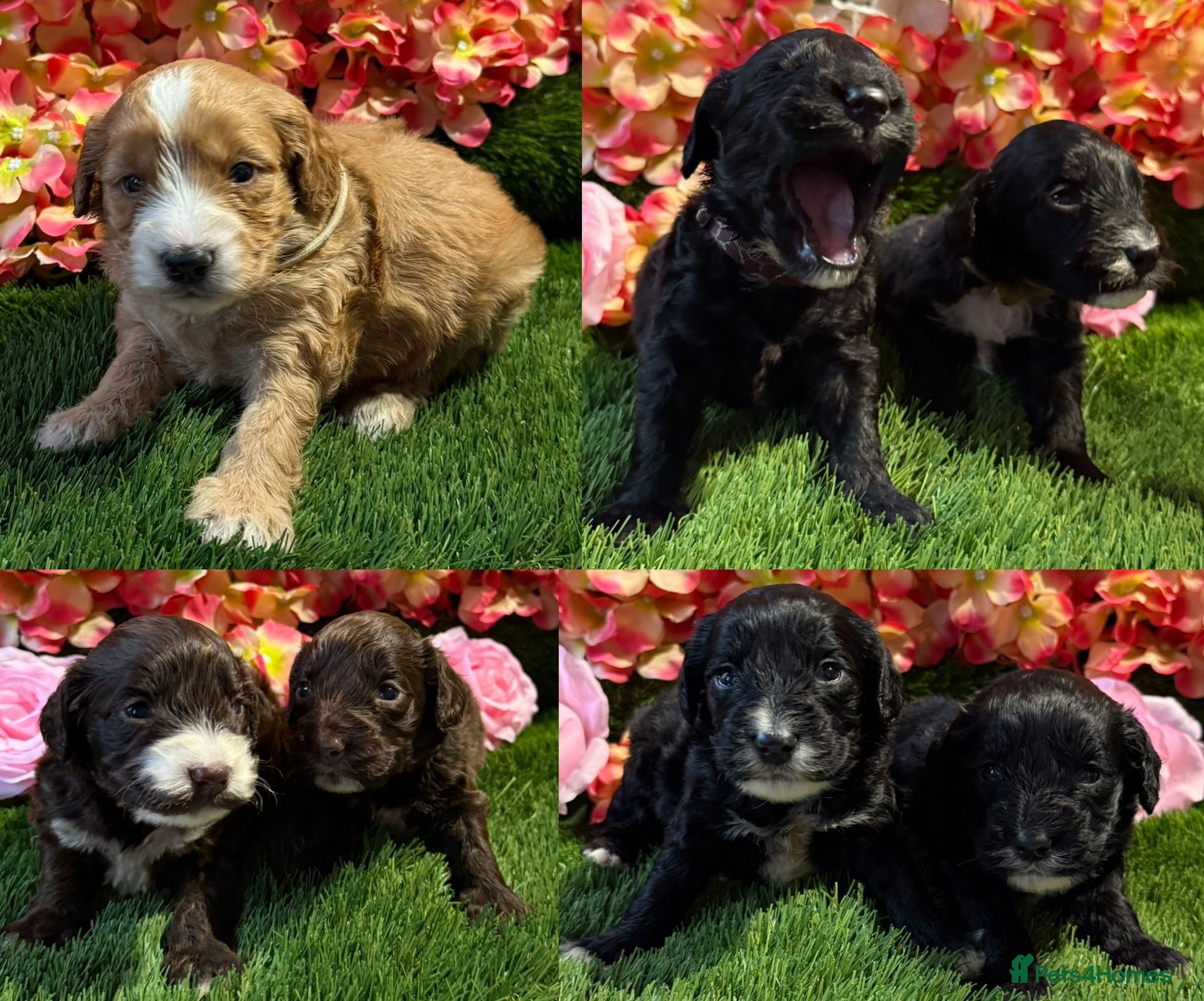 Cockapoo dogs F1 various mini cockapoos 30 dna health tested clr - Advert 10