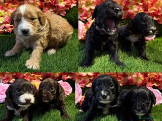 Cockapoo dogs F1 various mini cockapoos 30 dna health tested clr - Advert 14