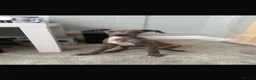 Italian Greyhound dogs for sale: Italian greyhound  in Bexleyheath - Advert 3