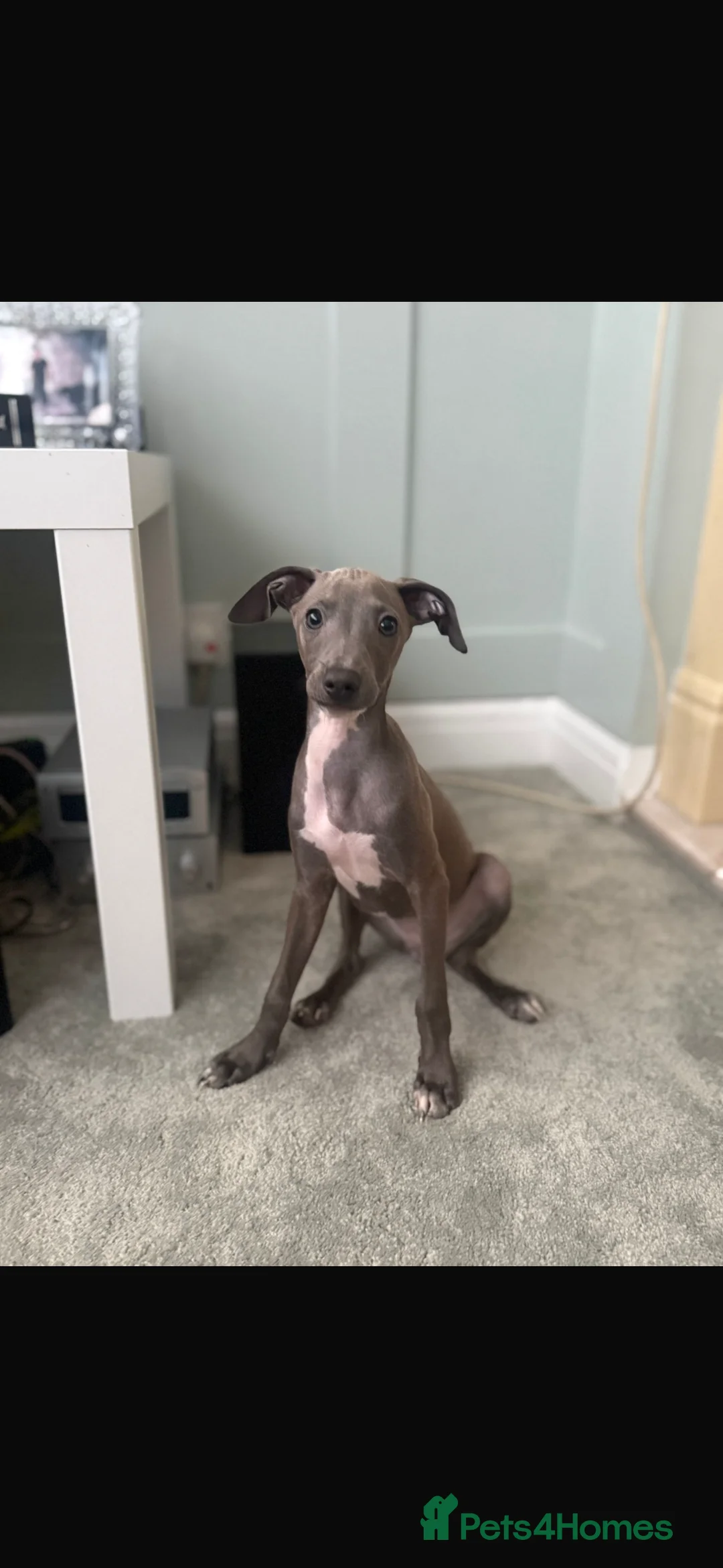 Italian Greyhound dogs for sale: Italian greyhound  in Bexleyheath - Advert 3