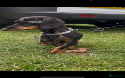 Miniature Dachshund dogs for sale: Miniature Dachund  - Image 7