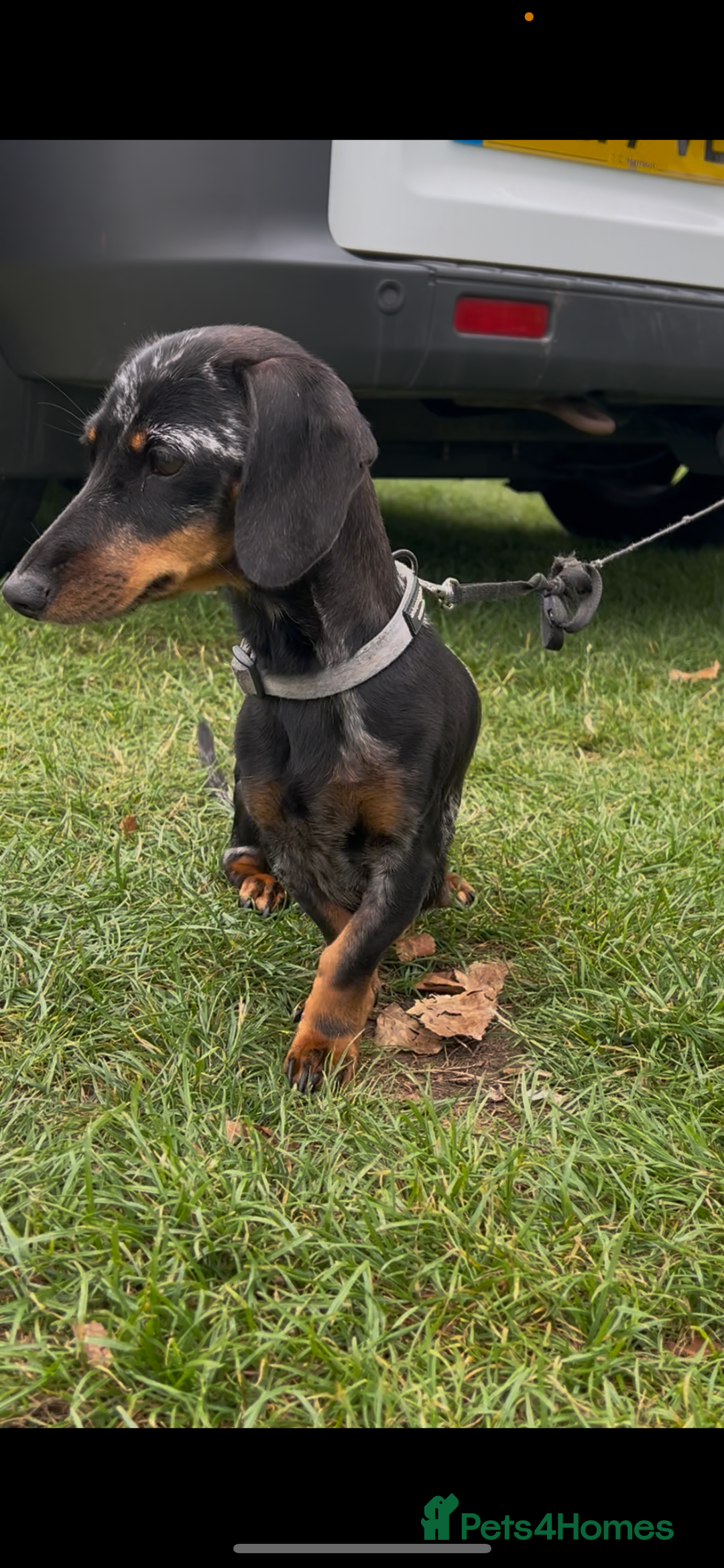 Miniature Dachshund dogs for sale: Miniature Dachund  - Image 7