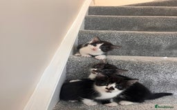 Mixed Breed cats for sale: 3 beautiful boy kittens - Image 6