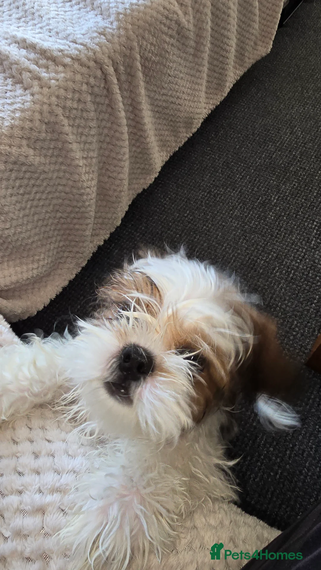 Shih Tzu dogs for sale: Shih Tzu Puppy for Sale - Advert 7