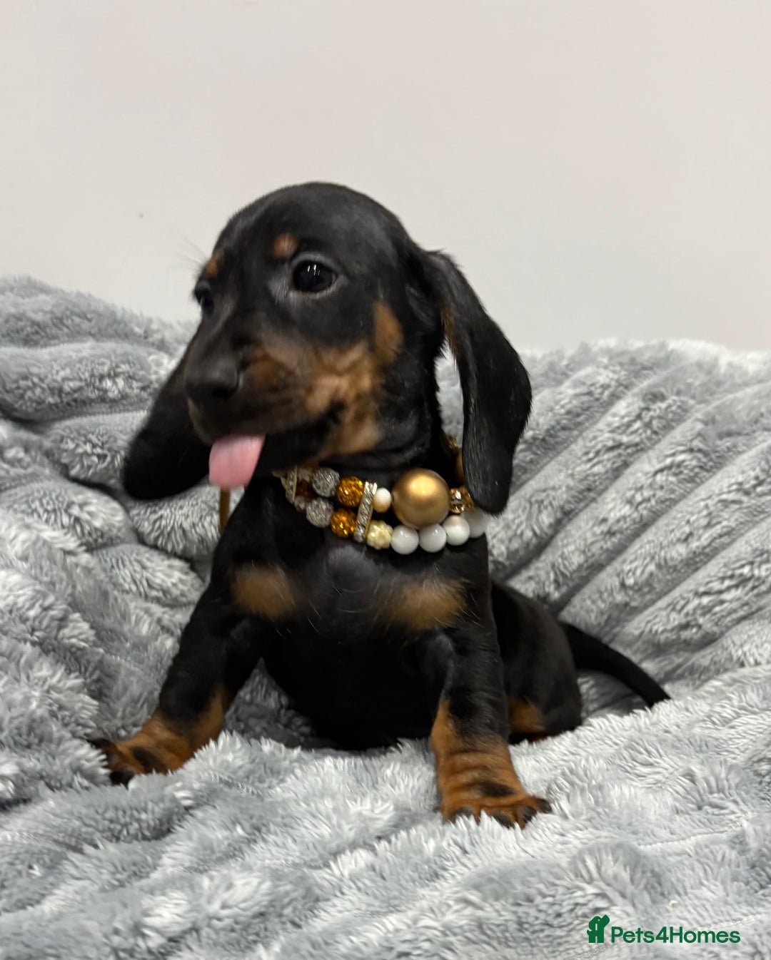 Miniature Dachshund dogs for sale: Gorgeous Miniature Dachshunds - Advert 10