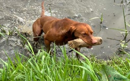 Hungarian Vizsla dogs for sale: Hungarian Vizsla Puppies - Outstanding Pedigree  - Advert 11