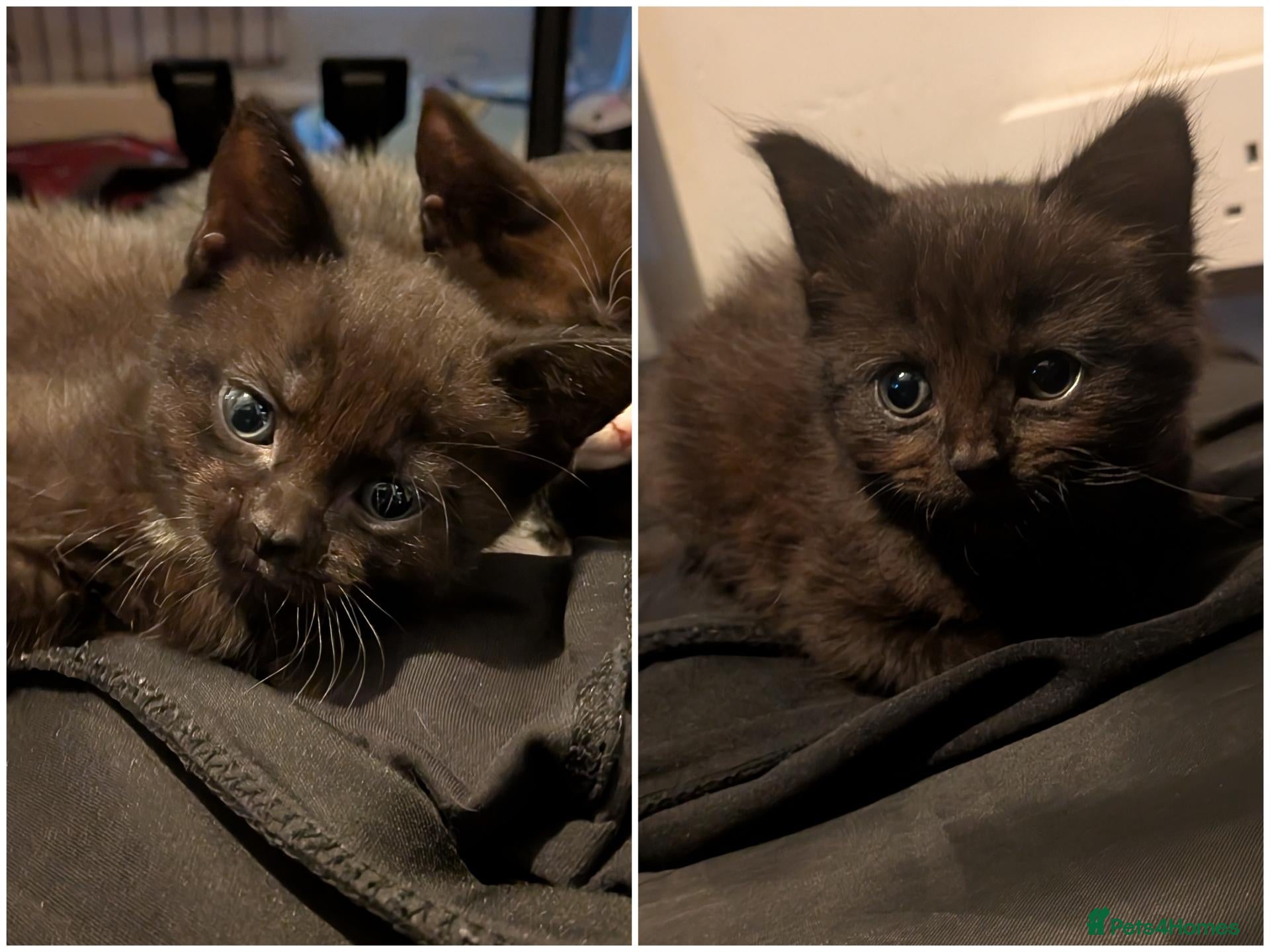 Mixed Breed cats Well rounded sisters ❤️ - Advert 9