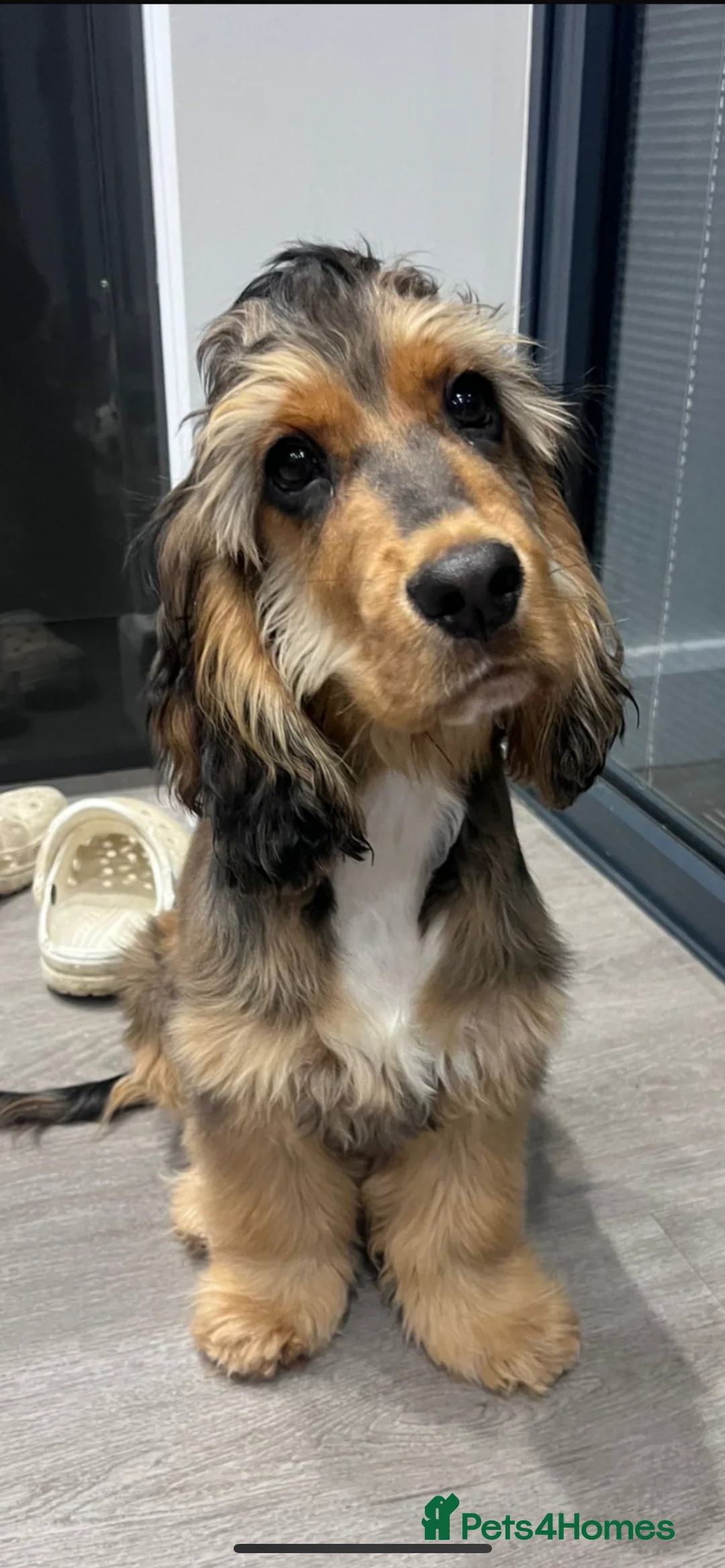 Cocker Spaniel dogs for sale: Litter due 28th Feb SHOW true to type  - Advert 4