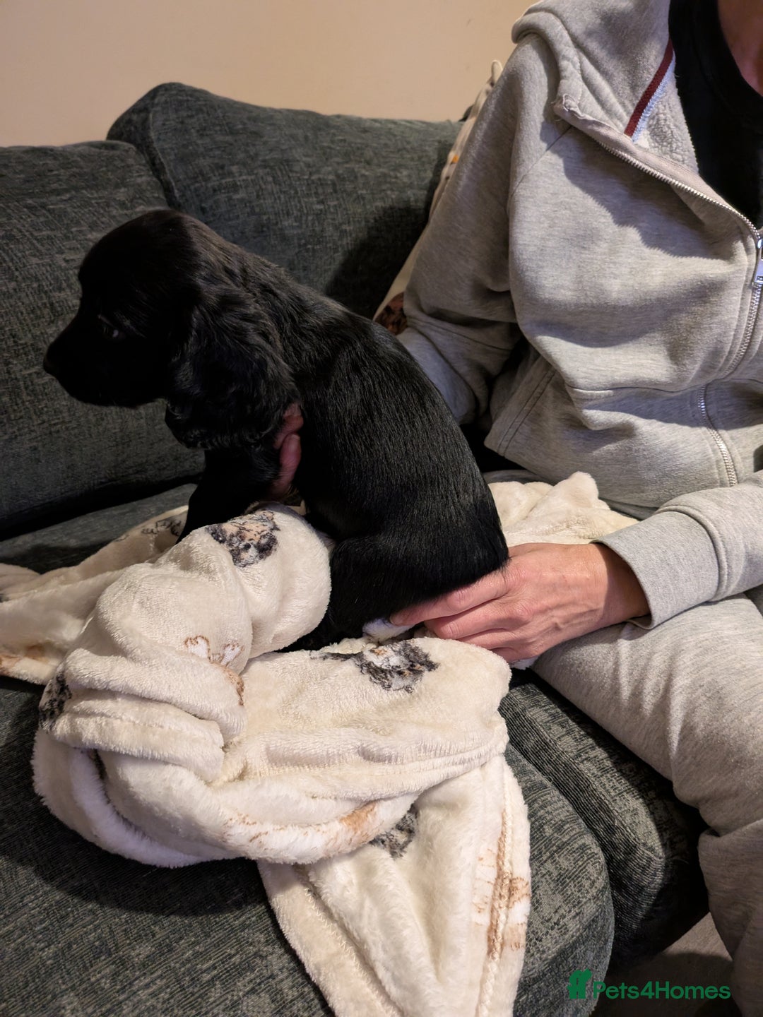 Cocker Spaniel dogs for sale: Beautiful cocker spaniel pups - Image 3