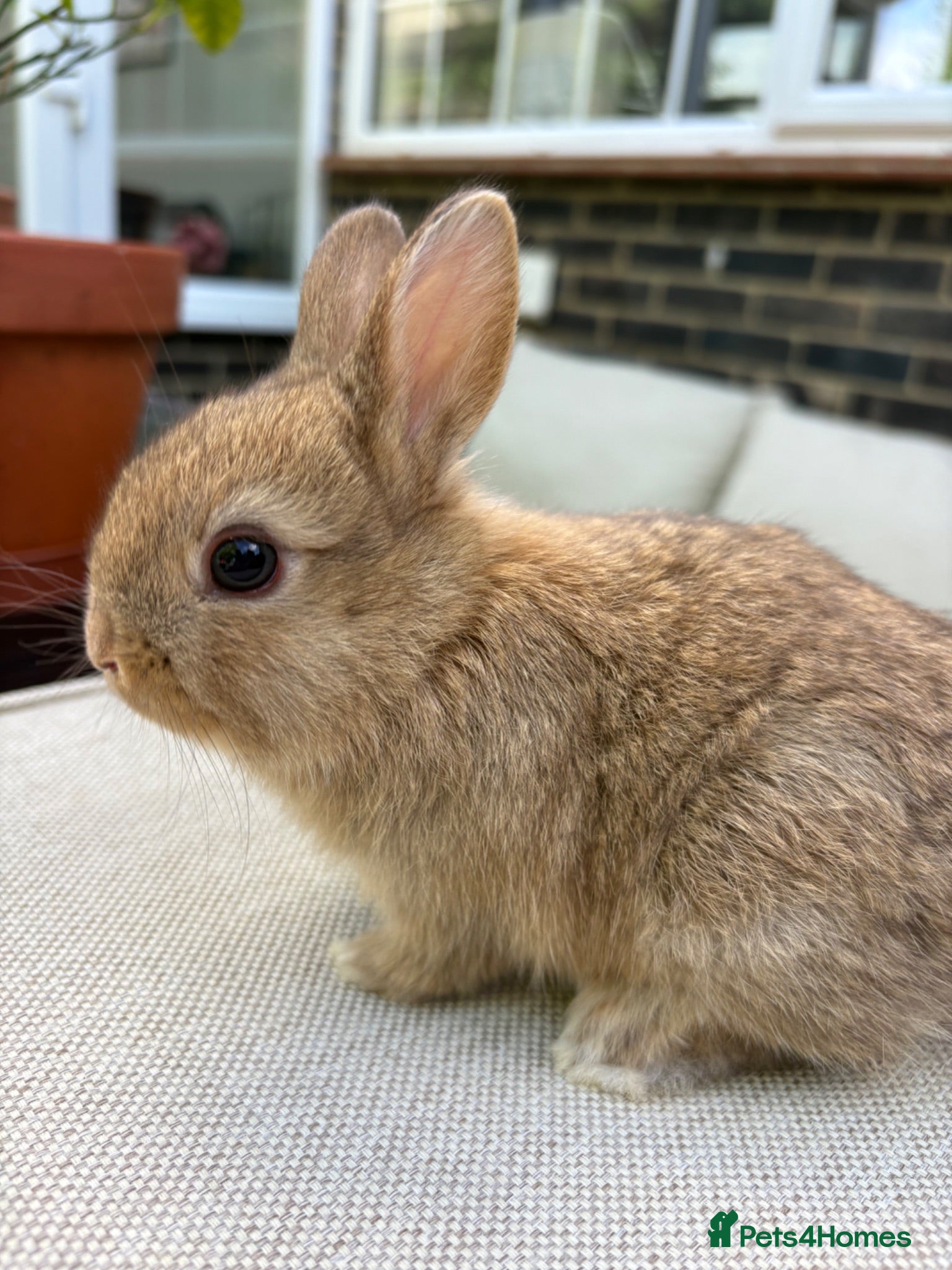 Netherland Dwarf rabbits Pure Netherland Dwarf Babies  - Advert 14