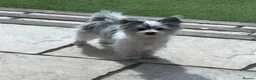 Mixed Breed dogs for stud: Male Merle Malchi  in Sheffield - Advert 1