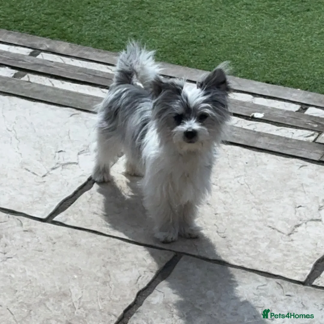 Mixed Breed dogs for stud: Male Merle Malchi  in Sheffield - Advert 1