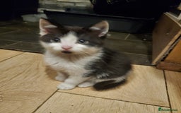 Mixed Breed cats for sale: 5x kittens  - Image 10