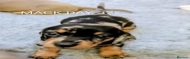 Miniature Dachshund MACK