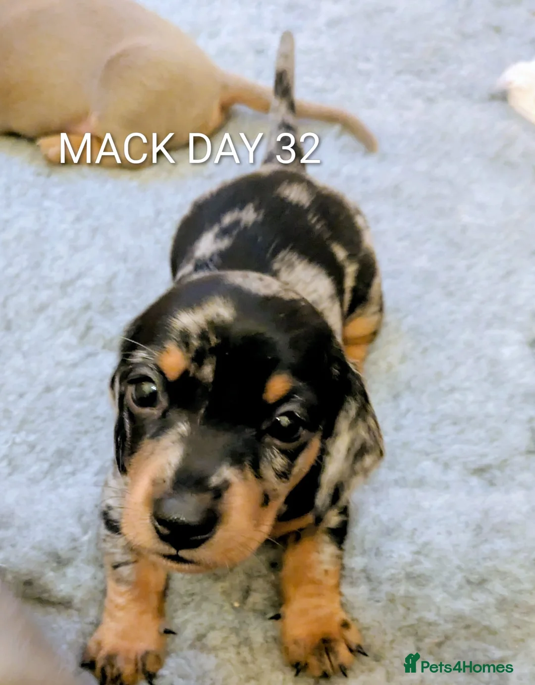 Miniature Dachshund dogs for sale: KC Reg Mini Dachshund Puppies –Loving Homes Only!  - Advert 3