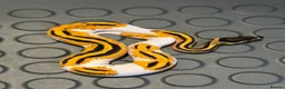 Python Snake reptiles for sale: Royal Python babies for sale…Various morphs. - Advert 7