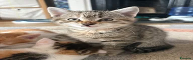 Domestic Shorthair Kitten 5