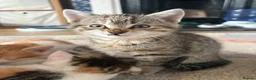 Domestic Shorthair cats for sale: 6 beautiful playful kittens - Advert 8