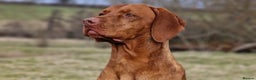Hungarian Vizsla dogs for stud: Hungarian Vizsla Stud Dog, Very Experienced in Leominster - Advert 5