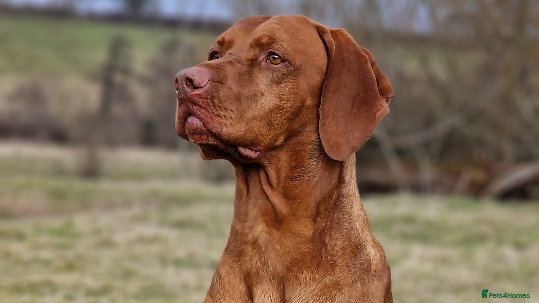 Hungarian Vizsla dogs for stud: Hungarian Vizsla Stud Dog, Very Experienced in Leominster - Advert 5