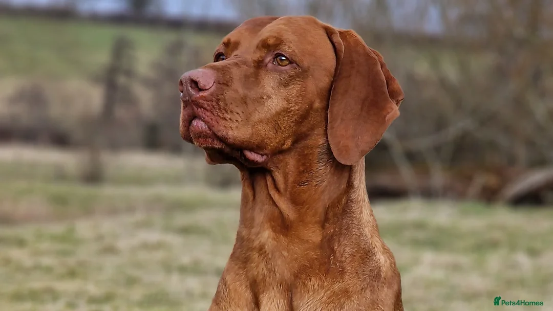 Hungarian Vizsla dogs for stud: Hungarian Vizsla Stud Dog, Very Experienced in Leominster - Advert 5