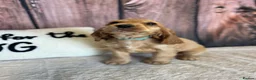 Cocker Spaniel dogs for sale: Show Type English Cocker Spaniel Puppies for sale  - Advert 3