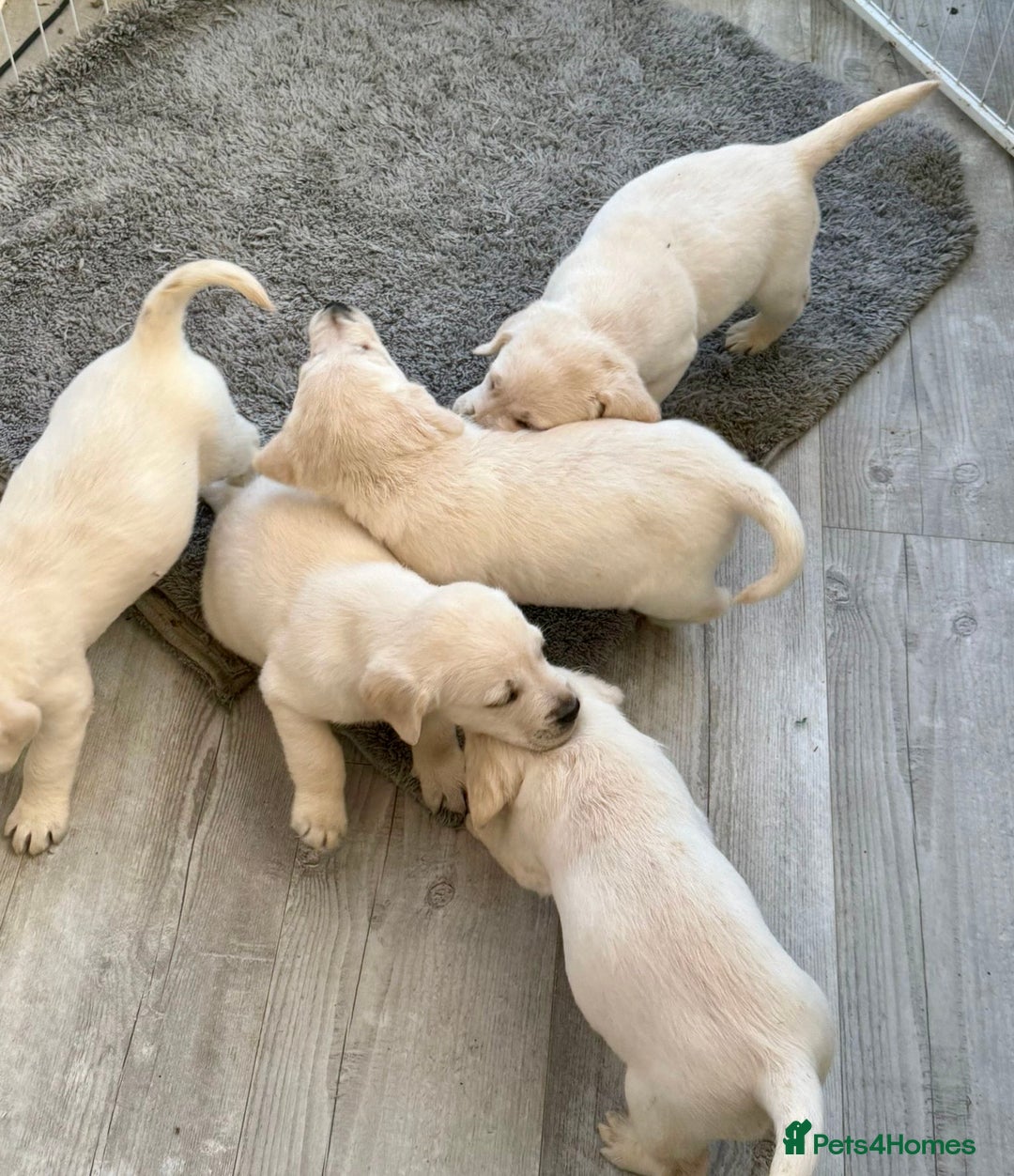 Goldador dogs for sale: Stunning Lab x Retriever pups - Advert 8
