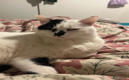Domestic Shorthair cats for sale: find a home for male cat - Image 6