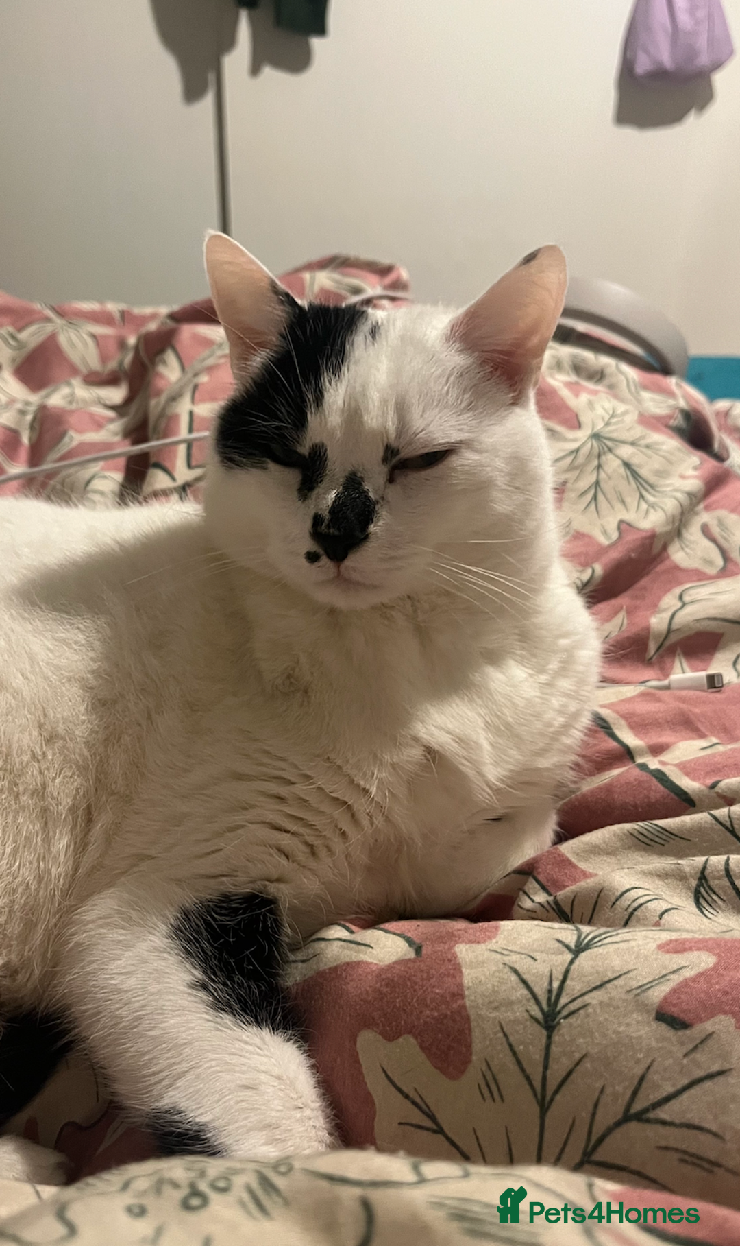 Domestic Shorthair cats for sale: find a home for male cat - Image 6