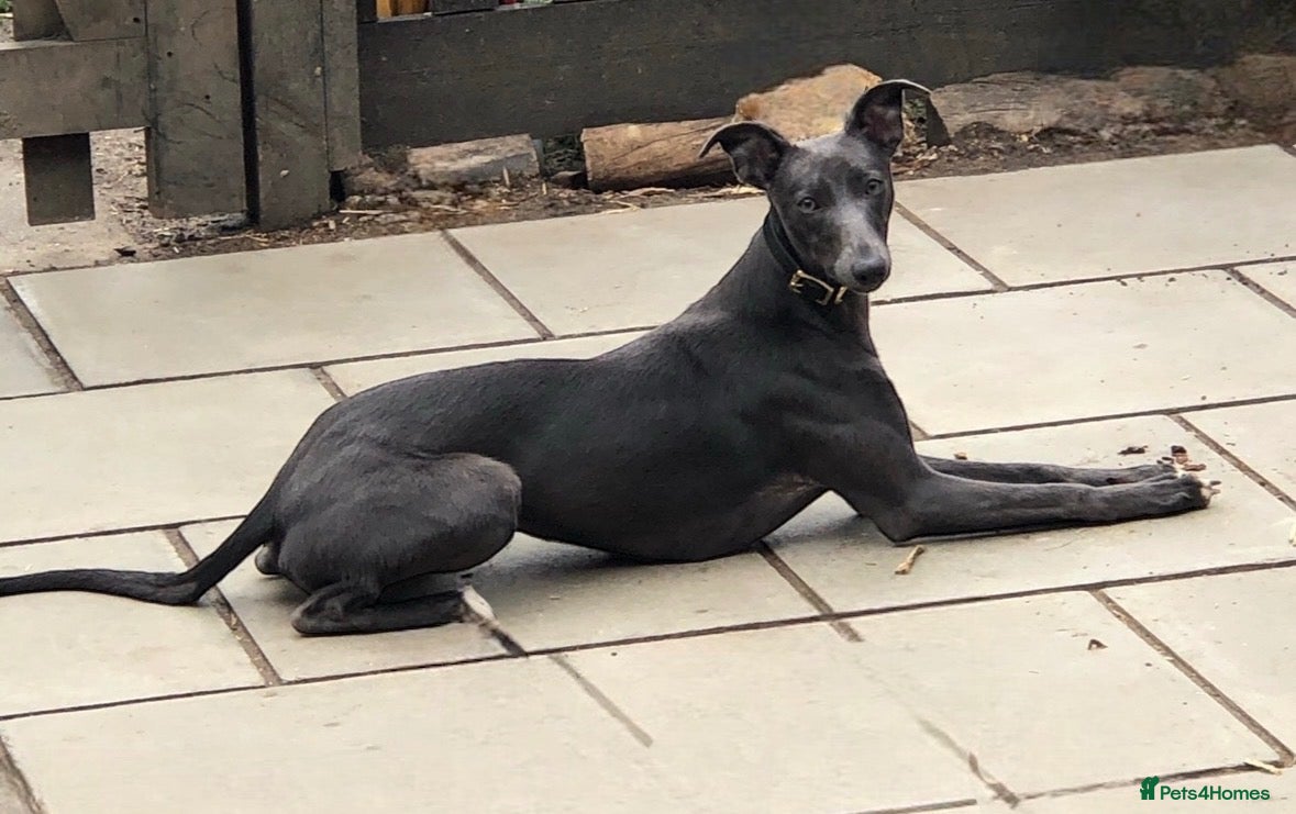 Mixed Breed dogs Gorgeous Whippet x Poodle puppies - Advert 2