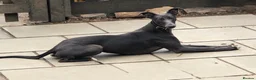 Mixed Breed dogs for sale: Gorgeous Whippet x Poodle puppies - Advert 2