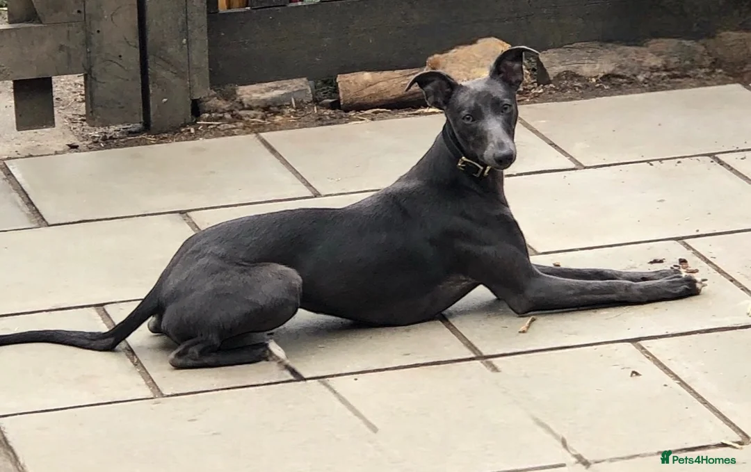 Mixed Breed dogs for sale: Gorgeous Whippet x Poodle puppies - Advert 2