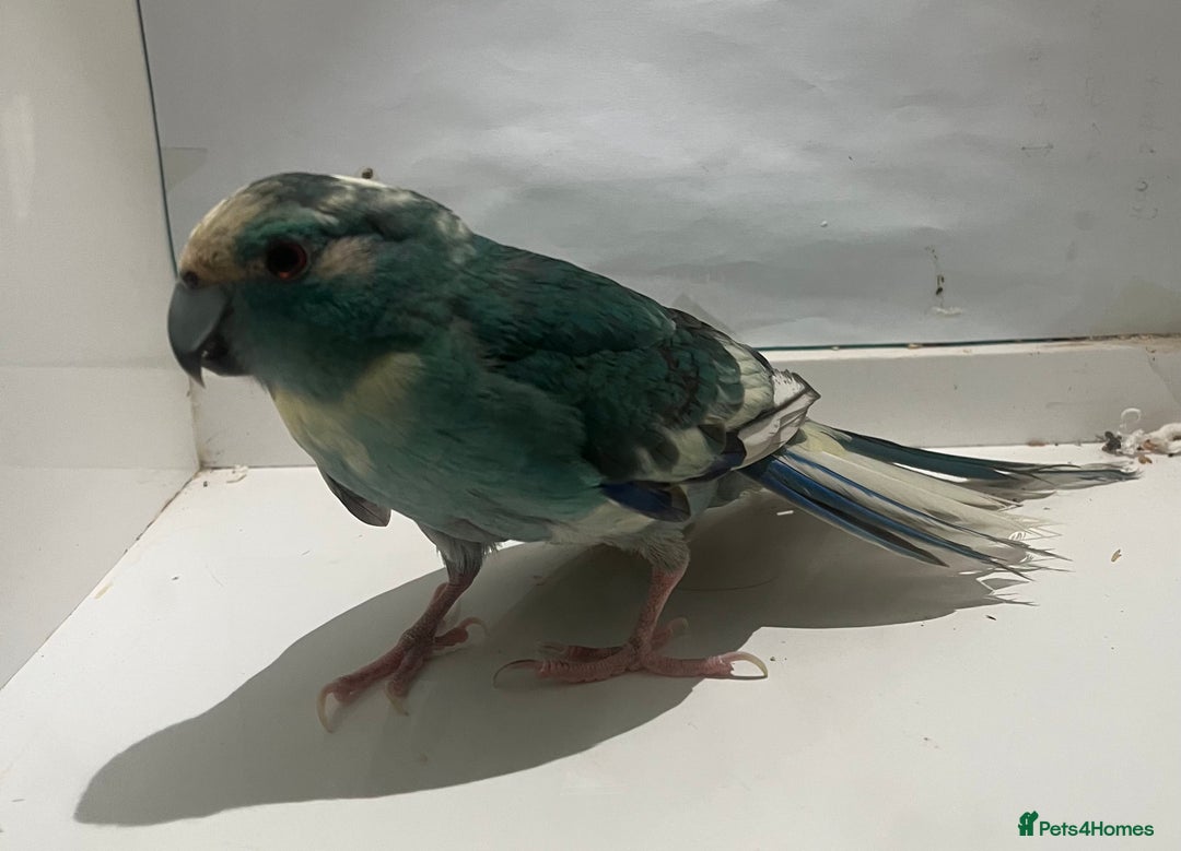 Parakeets birds for sale: Kakariki - Image 2