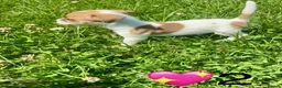 Jack Russell dogs for sale: Beautiful Jack Russell Pups Ready for Forever Home - Advert 9