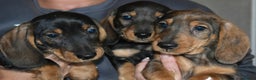 Dachshund dogs for sale: Ready now Wire haired standard x miniture puppy’s  - Advert 19