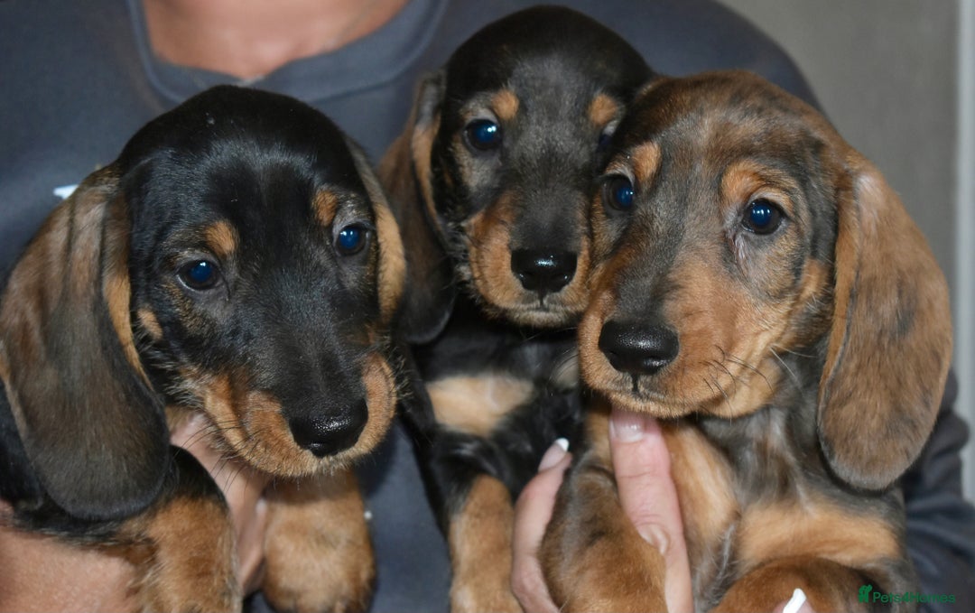 Dachshund dogs for sale: Ready now Wire haired standard x miniture puppy’s  - Advert 19