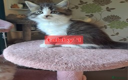 Mixed Breed cats for sale: Maine coon mix Girls💜 - Image 3