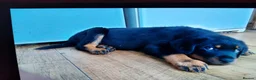 Rottweiler dogs for stud: proven rottweiler stud in Barnsley - Advert 16