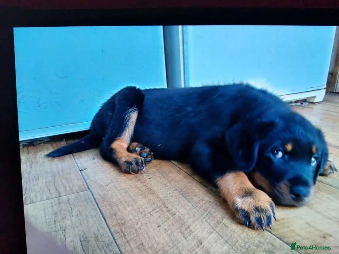 Rottweiler dogs for stud: proven rottweiler stud in Barnsley - Advert 16