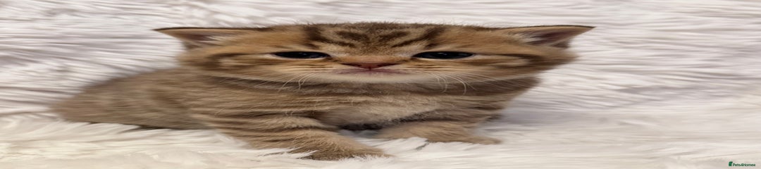 British Shorthair Kitten 1