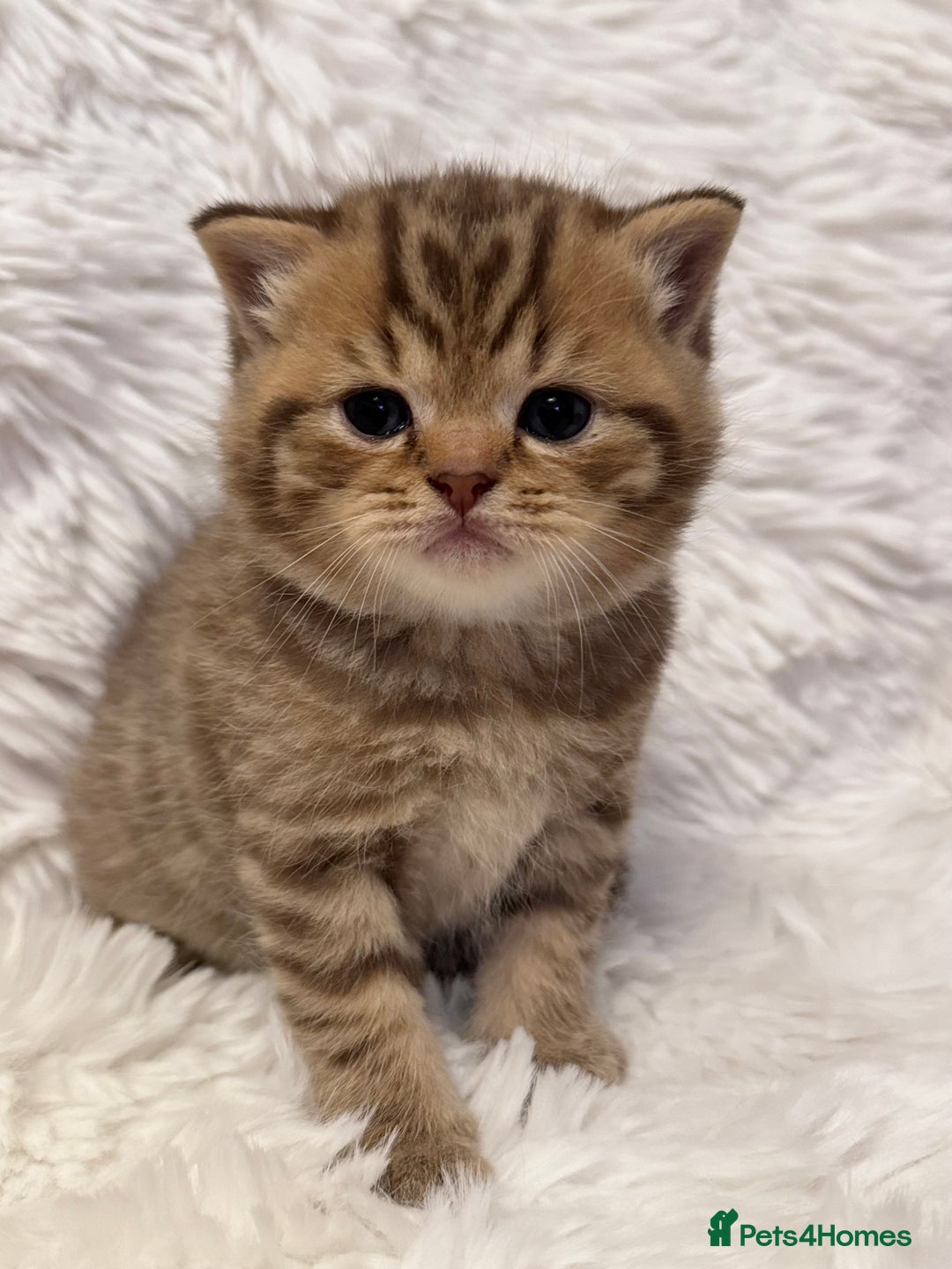 British Shorthair cats for sale: 🐾 Adorable British Shorthair Kittens for Sale 🐾 - Image 2