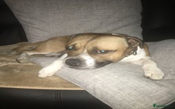 Staffordshire Bull Terrier dogs for stud: Proven Staffordshire Bull Terrier for Stud  - Image 19