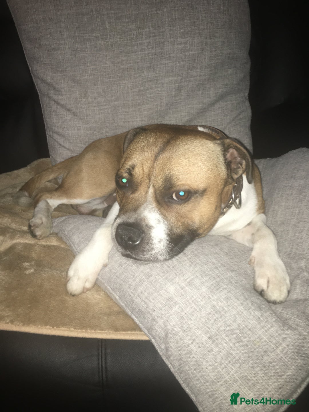 Staffordshire Bull Terrier dogs for stud: Proven Staffordshire Bull Terrier for Stud  - Image 19