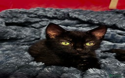 American Shorthair cats for sale: Cute 4 little females ready to go to new home - Image 11