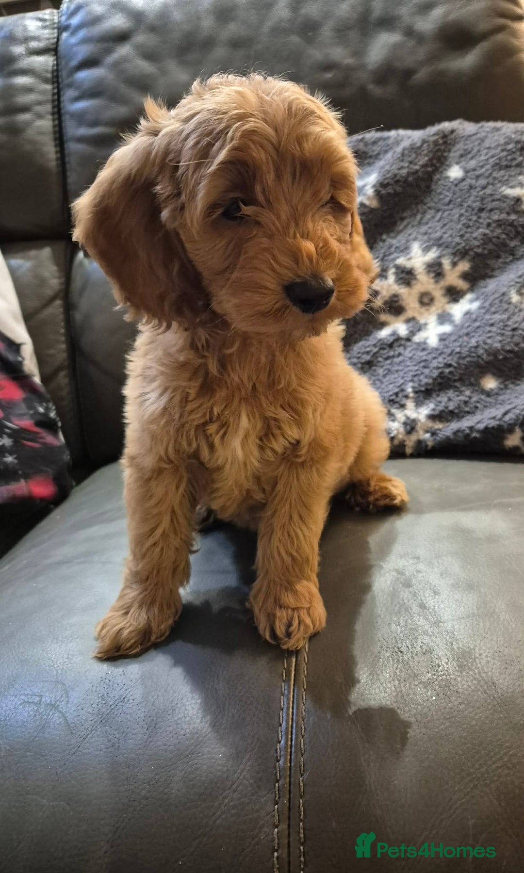 Cockapoo dogs for sale: Beautiful Cockapoo Puppies Ready Now  - Advert 7