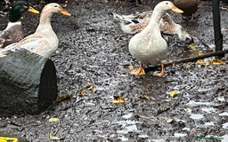 Ducks poultry for sale: Ducks for sale  - Advert 4