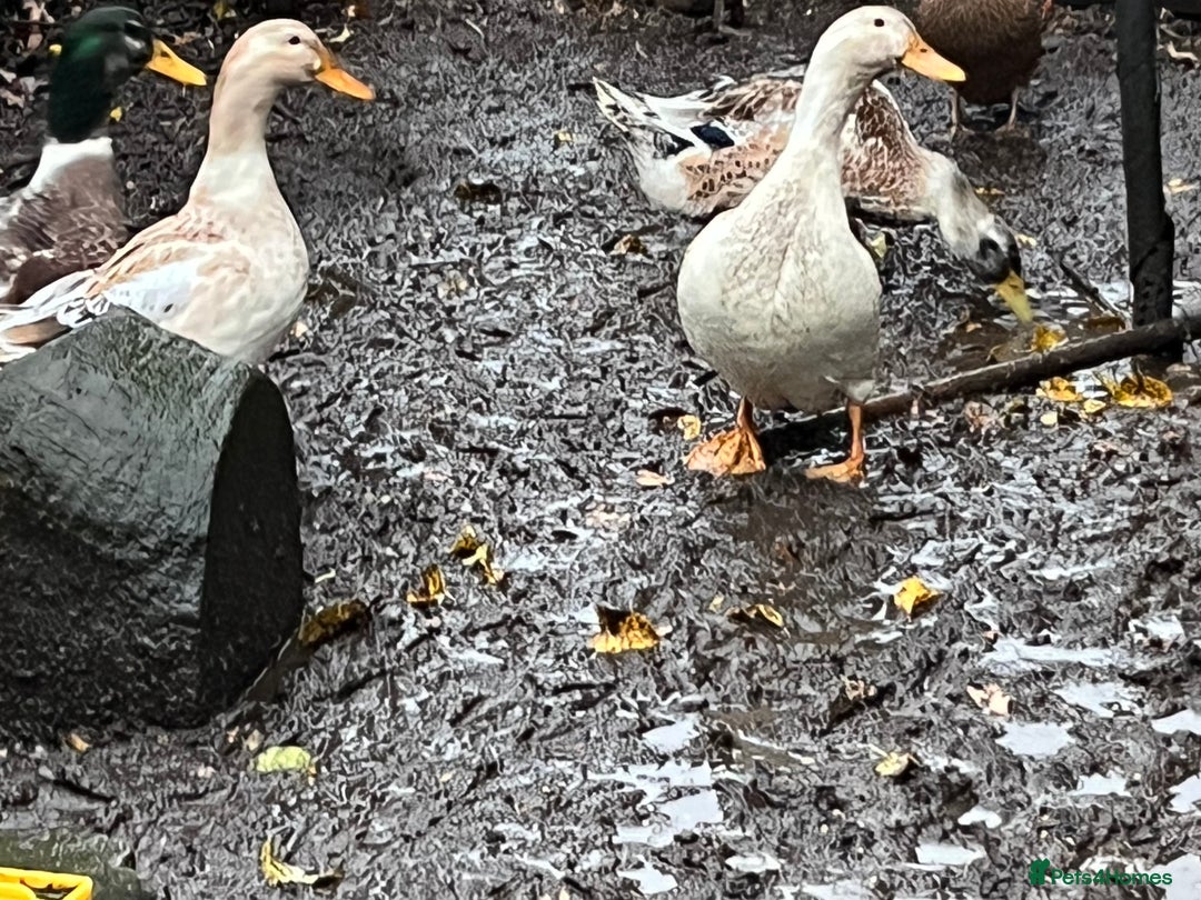 Ducks poultry for sale: Ducks for sale  - Advert 4